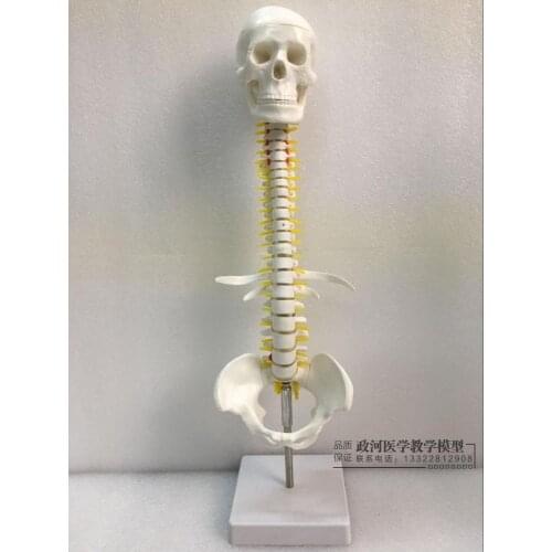 45CM Spine Model with Cervical skull and Thoracic Caudal Pelvis skeleton Model