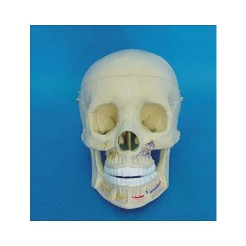 Medical human specimen model 1:1 skull model Easy tear open outfit non-defrmation free shipping