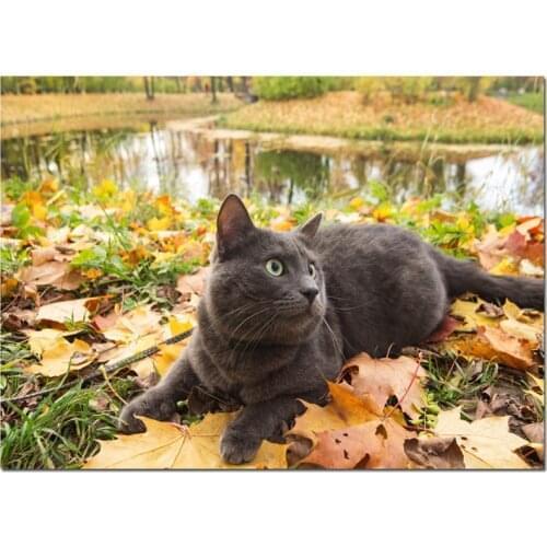 Diy 5d diamond painting Russian Blue Cat diamond mosaic cross stitch diamond embroidery Full round drill landscape animalZP-1716