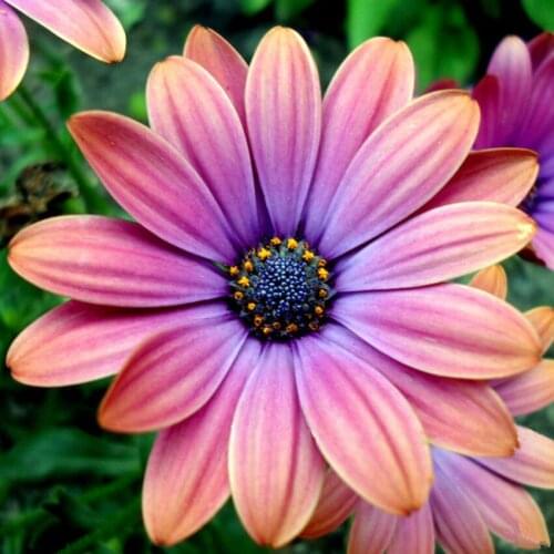 5D DIY Diamond Painting Daisy Full Round Rhinestone Drill Home Decor Flowers Painting Cross Stitch Embroidery Mosaic Crafts Gift