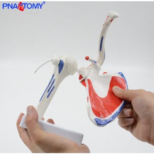 Flexible Human Shoulder Joint Model with Muscles Adult Size Medical Teaching Tool Educational Gift PNATOMY Skeleton Anatomy