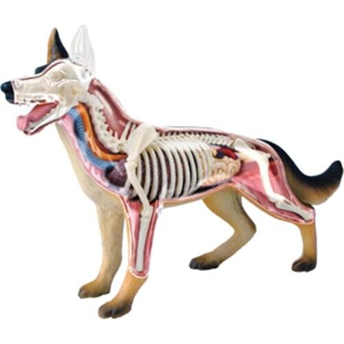 4D Dog Intelligence Assembling Toy Animal Organ Anatomy Model Medical Teaching DIY Popular Science Appliances