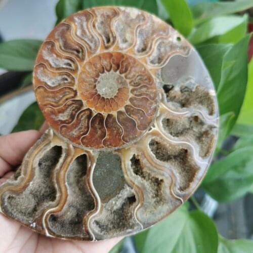 Natural Animal Fossil Stones Ammonite Minerals Specimen Shell Healing Decoration Madagascar Healing Reiki Chakra Gifts Ornaments