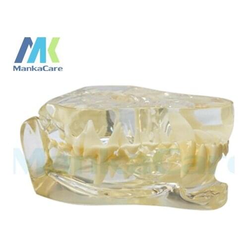 Manka Care - Dog Dentition Model Oral Model Teeth Tooth Model