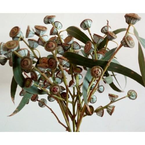 5pcs Eucalyptus Dried Flower Natural Plant Real Flower Home Decoration Flower Art Dried Flower Dried Fruit