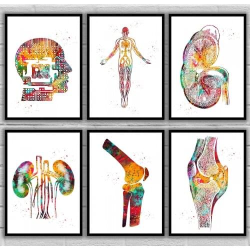 Vascular system Kidney section Kidneys anatomy Knee Knee bone Knee bone Lumbar plexus Anatomical Medical And Science Poster