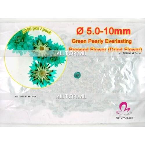 Anaphalis margaritacea dried pressed flower green pearly everlasting dried flower for nail art decoration & pressed flower art