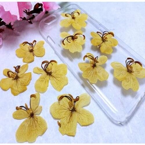 Natural Sophora Japonica Dried Flowers Pressed Flowers DIY Phone Case Decoration Jewelry Craft Home Decoration