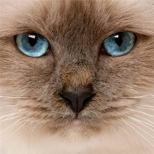 Animal Cat DIY 11CT Embroidery Cross Stitch Craft Needlework Set Cotton Thread Printed Canvas Home Decoration For Living Room