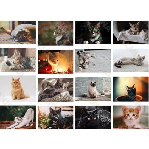 Diy Diamond Painting Cat 2021 New Full Diamond Flower Handmade Point Diamond Bedroom Living Room Sticker Diamond Cross Stitch