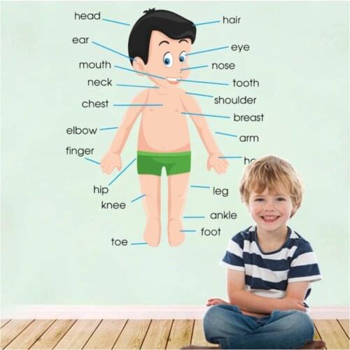 For kids Body Learn Educational Wall Adhesive Set Child Development Quality Self-Adhesive Pvc Home Decor Accessory