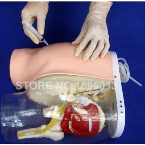 Buttocks Intramuscular Injection Training and Contrastive Model,Injection Teaching Simulator with Muscles and Nerves