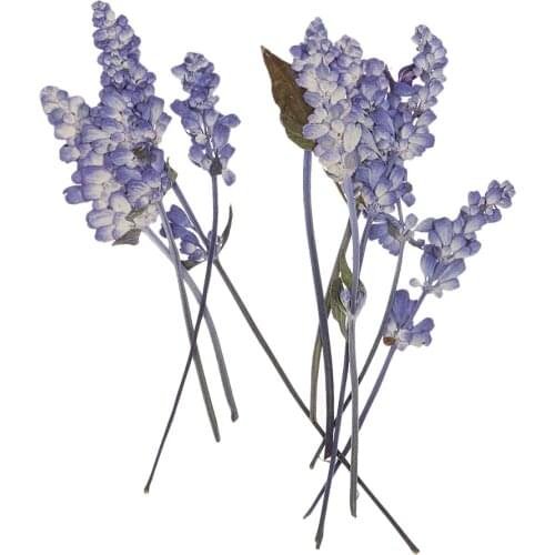 10pcs Pressed Dried Sage Flower Beautiful DIY Crafts Scrapbooking Embellishment Jewelry Making Supplies Home Decor