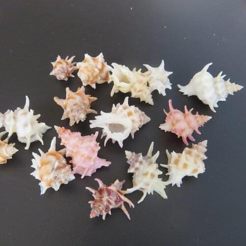 Natural Conch Shell Collection Taiwan Flower Fairy Home Decoration