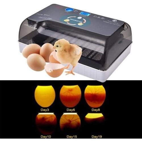 220V Farm Hatchery Incubator Brooder Machine 12 Eggs Hatchers Bird Quail Brooder Chick Chicken Automatic Egg Incubator EU Plug