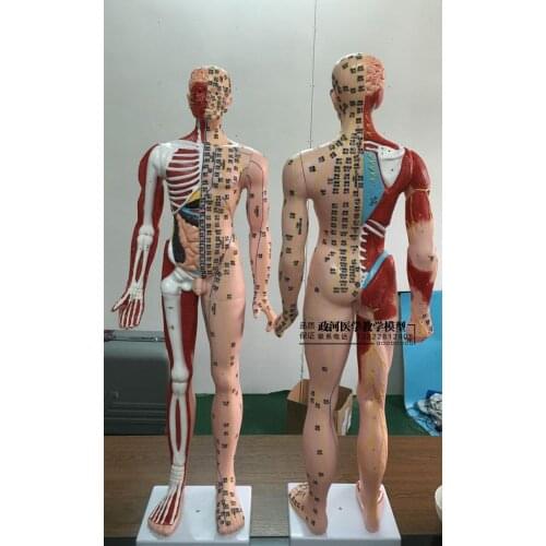 85cm super clear meridian acupuncture model male acupuncture model human skeleton viscera brain acupuncture point model PVC