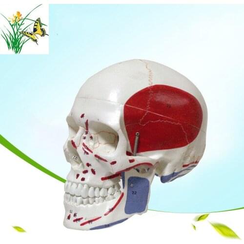1:1 Life Size Human Skull Digital Identification Color Muscle Start and End Points Art and Medical Standards Anatomical Model