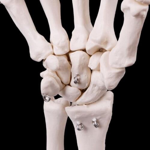 Hand Joint Anatomical Skeleton Model Human Anatomy Study Tool Life Size C5AE