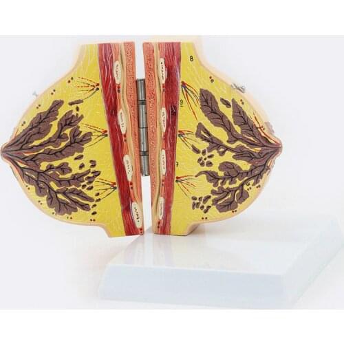 Breast Anatomy Enhancement Cosmetology Model Stationary Phase Breast Medical Education Maternal and Child Nursing