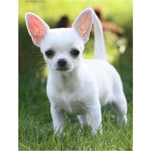 Full square circular 5D Diy Diamond Painting chihuahua dog Diamond Embroidery pet Cross Stitch kits rhinestones stickersZP-567