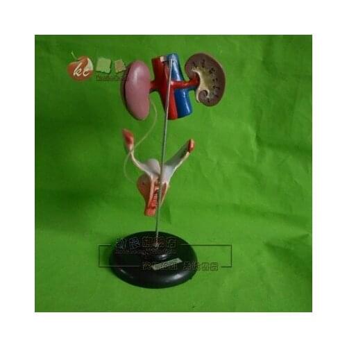 Female model of genitourinary system Biological experimental teaching apparatus free shipping