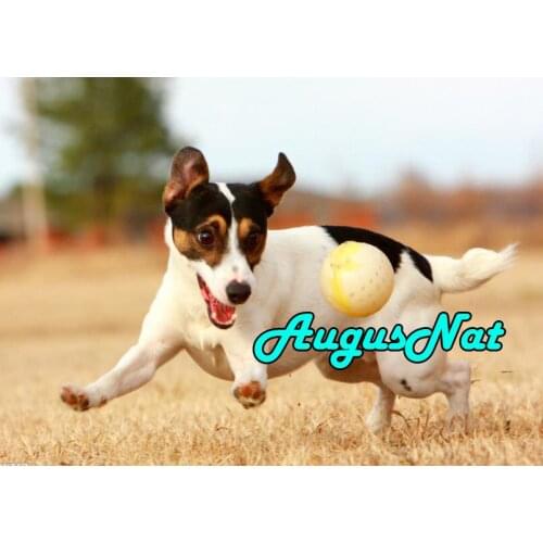 Dog diamond painting full square jack russelln daimont embroidery picture diamant mosaic stickers animals diamand art stitch new