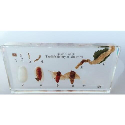 Silkworms Life History Embedded Specimen Resin Animal Models Biological Teaching Aids Resin Handicraft Biology Toy