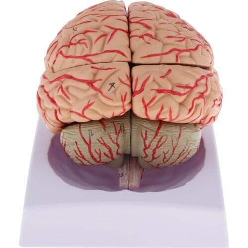Disassembled Model 4D Structural Anatomy Medical Teaching Learning Tool