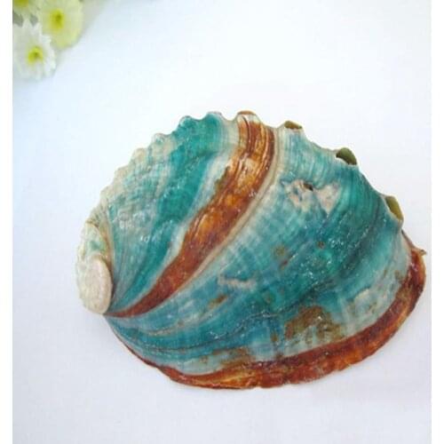 4-5 Cm Natural Conch Shells Colorful Abalone Shells Colorful Shells F3J5
