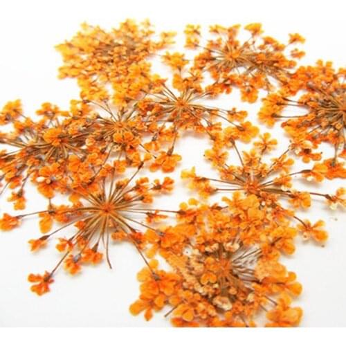 Minoan Lace Flowers Pressed Flower Gifts Natural True Plant Specimens For Nail / Gem Decoration 1000Pcs