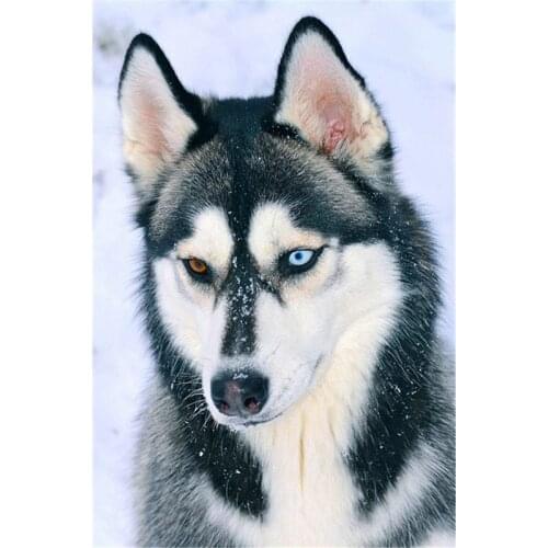 DIY Animal Dog Picture Style Square Diamond Painting Colorful Handmade Cross Stitch Embroidery Mosaic Home Room Wall Decor