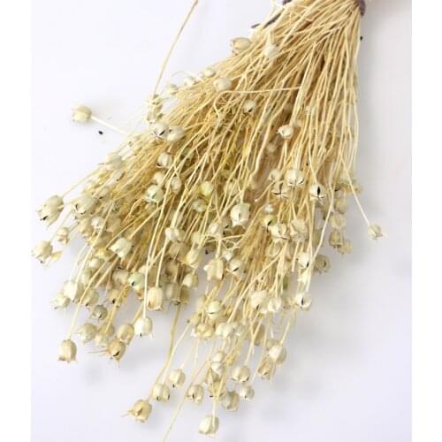 Dried Nigella Preserved Red Natural Blue Pink Purple Dry Plant Organic Flower Decor Home Decor/Weddings Natural Grass