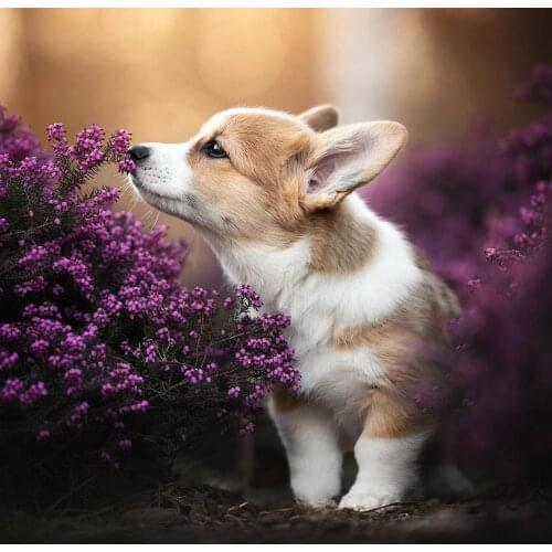 5D DIY diamond painting Flower puppies dog animal Full Drill Embroidery Cross Stitch Mosaic Craft Kits Home Decor Christmas Gift