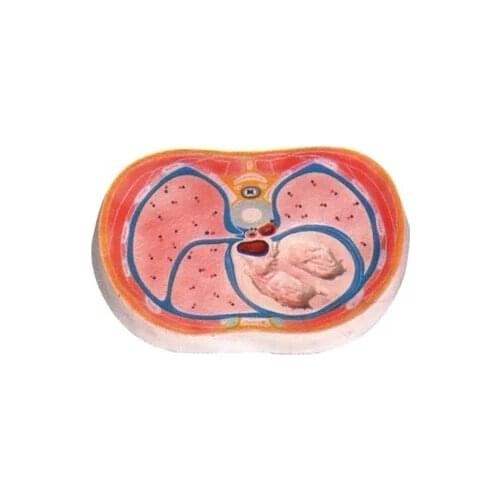 Thoracic transection model Human anatomy professional model Teaching demonstration guide simulation model 31*21*4cm