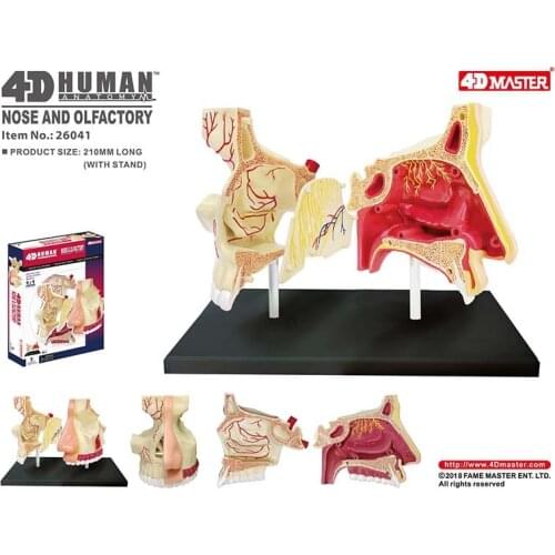 4D Anatomical Model of Human Nasal Organ Medical Teaching DIY Science Popularization Appliance Puzzle Toys