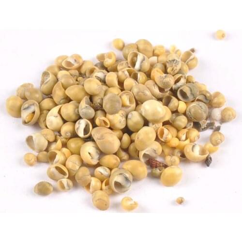 200pcs no hole Natural Shells DIY Nautical Home Decor For Scrapbook Craft Ornament Mini Yellow Seashells Beach Decoration tr0279