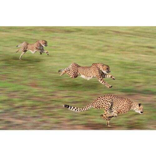 Cheetah Fierce Animal (5) Wall Posters Prints Silk Art Painting For Home Wall Bedroom Decor