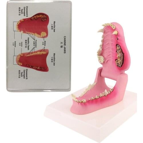 Dog Tooth Anatomy Model Canine Veterinary Animal Skeleton Veterinary Teaching