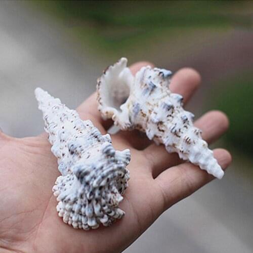 Natural Conch Shell Snail Strange Tower Snails Landscaping Crab Decoration European For Fish Aquarium Tanks Snails C1T7