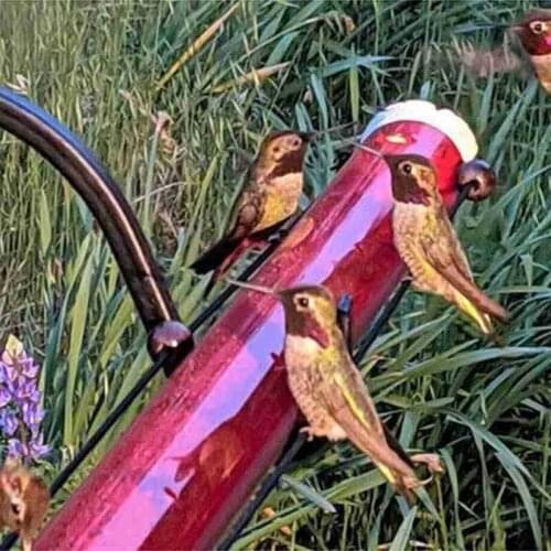 Hummingbird Feeder With Hole Feeding Pipes Birds Easy To Use Red Hanging Long Tube Bird Feeder 40cm Annas Best Gardening Tools