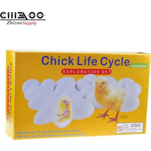 Teaching Gift Chicken Embryonic Develop Process Model