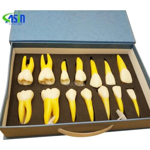 G Quality NEW 4 Times Permanent Anatomical / (Right 14) whole teeth model