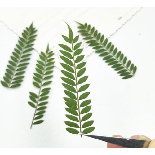 60pcs Pressed Dried Jacaranda Mimosifolia Leaf Plant Herbarium For Jewelry Postcard Bookmark Phone Case Invitation Card DIY