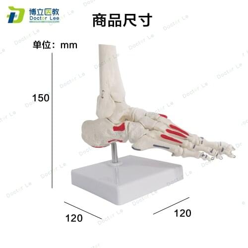 Life size anatomia humana foot skeleton model with painted muscle human feel model for medical teaching and art showing
