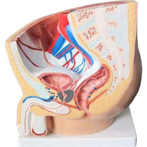 Male Pelvic Anatomy Model Sagittal Section Human Anatomy Model Medical Anatomy Sagittal Section Urogenital System Model