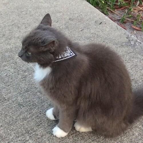 Adjustable Puppy Collar Print Triangle Scarf Collar Explosive Pet Products Cat Collar Dog Collar Saliva Towel