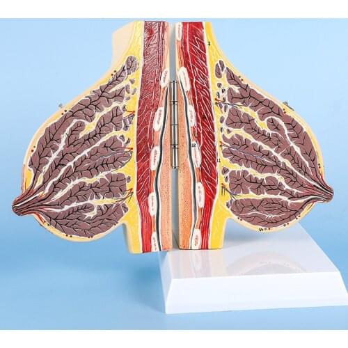 Supply Breast Model During Lactation Medical Teaching Anatomical Breast Model Human Female Chest Structure Medical Supplies