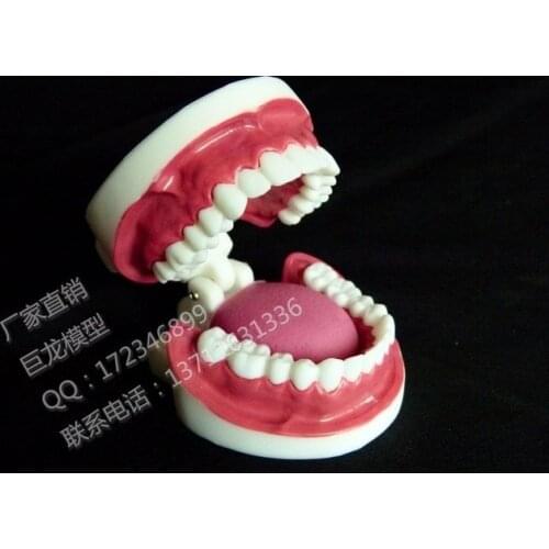 Free shipping tooth model Oral dental model ml full mouth dental model teeth model