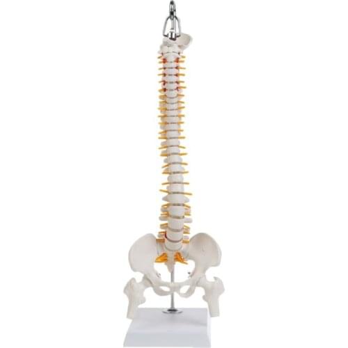 45cm Flexible Human Spinal Column Vertebral Lumbar Curve Anatomical Model Anatomy Spine Medical Teaching Tool
