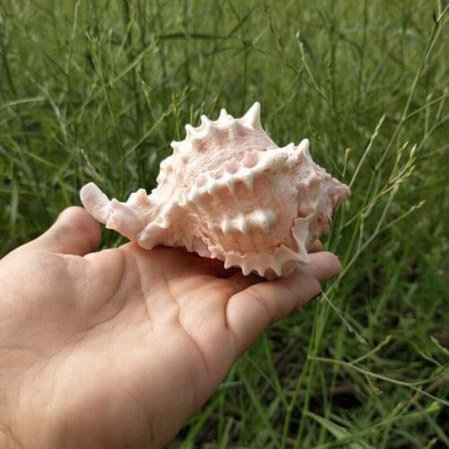 1pcs Natural Marine Seashell pink Conch Ornament Beach Wedding Party Shell Craft Decor Sea Wave Sound Creatives Conch Kids Gifts